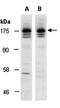 SOS Ras/Rho Guanine Nucleotide Exchange Factor 2 antibody, orb67259, Biorbyt, Western Blot image 