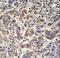 Sosondowah Ankyrin Repeat Domain Family Member C antibody, LS-C156354, Lifespan Biosciences, Immunohistochemistry frozen image 