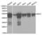 Keratin 8 antibody, LS-C331220, Lifespan Biosciences, Western Blot image 