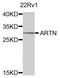 Artemin antibody, PA5-76306, Invitrogen Antibodies, Western Blot image 