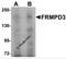 FERM And PDZ Domain Containing 3 antibody, 5457, ProSci, Western Blot image 
