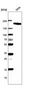 CAP-Gly Domain Containing Linker Protein 1 antibody, AMAb91321, Atlas Antibodies, Western Blot image 
