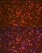 Orthodenticle Homeobox 2 antibody, 15-334, ProSci, Immunofluorescence image 