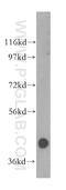 AlkB Homolog 5, RNA Demethylase antibody, 16837-1-AP, Proteintech Group, Western Blot image 