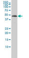 Tubulin alpha-3C/D chain antibody, LS-B4553, Lifespan Biosciences, Western Blot image 