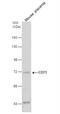 5'-Nucleotidase Ecto antibody, NBP2-15815, Novus Biologicals, Western Blot image 