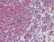 AIF1 antibody, orb88179, Biorbyt, Immunohistochemistry paraffin image 