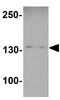 Beclin 2 antibody, GTX32141, GeneTex, Western Blot image 