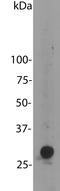 mCherry Tag  antibody, LS-C204825, Lifespan Biosciences, Western Blot image 