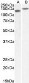 Contactin 1 antibody, MBS423364, MyBioSource, Western Blot image 