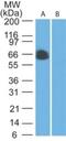 TRAF3 Interacting Protein 2 antibody, NB100-56740, Novus Biologicals, Western Blot image 