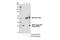 HPC4 tag antibody, 68083S, Cell Signaling Technology, Immunoprecipitation image 