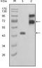 Fibulin 2 antibody, MA5-15390, Invitrogen Antibodies, Western Blot image 
