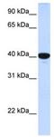 Glucose-6-Phosphatase Catalytic Subunit antibody, ab83690, Abcam, Western Blot image 