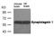 Synaptotagmin 1 antibody, A02314, Boster Biological Technology, Western Blot image 