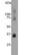 Rhodopsin antibody, LS-B10408, Lifespan Biosciences, Western Blot image 