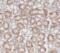 Acyl-CoA Thioesterase 9 antibody, FNab00124, FineTest, Immunohistochemistry frozen image 