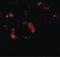 KN motif and ankyrin repeat domain-containing protein 2 antibody, LS-B10100, Lifespan Biosciences, Immunofluorescence image 