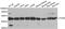 Elongation factor Tu, mitochondrial antibody, MBS129710, MyBioSource, Western Blot image 