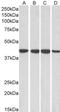 Ribonucleic Acid Export 1 antibody, PA5-18401, Invitrogen Antibodies, Western Blot image 