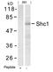 SHC-transforming protein 1 antibody, A00796-2, Boster Biological Technology, Western Blot image 