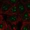 60S ribosomal protein L22-like 1 antibody, NBP2-68680, Novus Biologicals, Immunofluorescence image 
