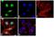 CAMP Responsive Element Binding Protein 1 antibody, MA1-083, Invitrogen Antibodies, Immunofluorescence image 