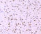 WD Repeat Domain 5 antibody, A01910-2, Boster Biological Technology, Immunohistochemistry frozen image 