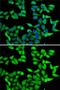 RB Binding Protein 5, Histone Lysine Methyltransferase Complex Subunit antibody, GTX33461, GeneTex, Immunocytochemistry image 