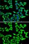 RBQ3 antibody, GTX33461, GeneTex, Immunocytochemistry image 