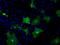 MTOR Associated Protein, Eak-7 Homolog antibody, TA500963, Origene, Immunofluorescence image 