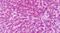 Glutamate Metabotropic Receptor 7 antibody, PA5-33826, Invitrogen Antibodies, Immunohistochemistry frozen image 