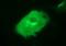 Junctophilin 2 antibody, NBP2-45469, Novus Biologicals, Immunofluorescence image 