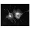Potassium Voltage-Gated Channel Subfamily A Member 5 antibody, 73-011, Antibodies Incorporated, Immunofluorescence image 