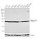 Actin Gamma 1 antibody, PA1-16890, Invitrogen Antibodies, Western Blot image 