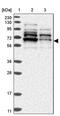 Zinc Finger Protein 83 antibody, PA5-55281, Invitrogen Antibodies, Western Blot image 