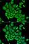DNA Fragmentation Factor Subunit Alpha antibody, orb129582, Biorbyt, Immunofluorescence image 