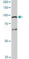 Protein Hook homolog 1 antibody, H00051361-D01P, Novus Biologicals, Western Blot image 