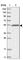 Tripartite Motif Containing 38 antibody, HPA031685, Atlas Antibodies, Western Blot image 