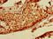 BR Serine/Threonine Kinase 1 antibody, CSB-PA837438LA01HU, Cusabio, Immunohistochemistry frozen image 