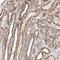 Neural EGFL Like 2 antibody, HPA035715, Atlas Antibodies, Immunohistochemistry frozen image 
