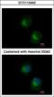 Interferon Induced Protein With Tetratricopeptide Repeats 3 antibody, GTX112442, GeneTex, Immunocytochemistry image 