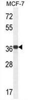 Glycerol-3-Phosphate Dehydrogenase 1 Like antibody, AP51905PU-N, Origene, Western Blot image 