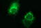 Fibrinogen Gamma Chain antibody, M00790-1, Boster Biological Technology, Immunofluorescence image 