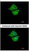 Ubiquitin Conjugating Enzyme E2 G1 antibody, NBP2-20785, Novus Biologicals, Immunofluorescence image 