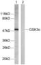 Glycogen Synthase Kinase 3 Alpha antibody, abx012858, Abbexa, Western Blot image 