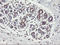 TLE Family Member 1, Transcriptional Corepressor antibody, LS-C175232, Lifespan Biosciences, Immunohistochemistry frozen image 
