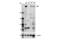 E1A Binding Protein P300 antibody, 70088S, Cell Signaling Technology, Western Blot image 