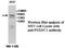 Pyridoxal Dependent Decarboxylase Domain Containing 1 antibody, MBS415990, MyBioSource, Western Blot image 