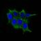 Ornithine Decarboxylase 1 antibody, GTX34919, GeneTex, Immunofluorescence image 